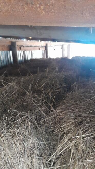 для кур несушек: Тоо чоп сатылат, 150 тук бар баасы 350сом. Район ж/м Ак-бата. номер — 4