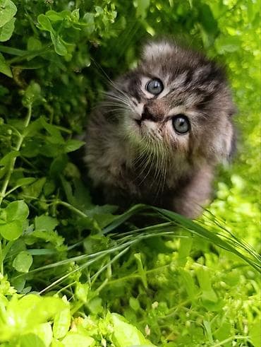 рыжие котята: Отдам котят, умные, милые, к лотку приучены, кушают всё, родились — 1