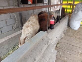 Кошки: Продаю | Коза (самка), Козёл (самец), Козлёнок | На забой, Для разведения | Племенные, Осеменитель — 6