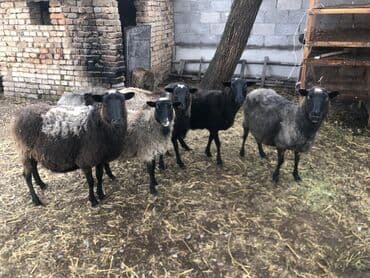 узи для животных цена: Продаю | Овца (самка), Ягненок, Баран (самец) | Романовская — 2