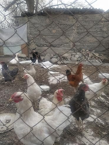 Продаю | Куры | Домашняя | Для разведения