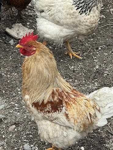 петух ломан браун купить: Продаю | Петух | Для разведения — 6