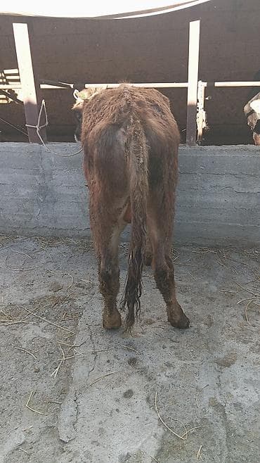 бараны машинка: Продаю | Бык (самец) — 1