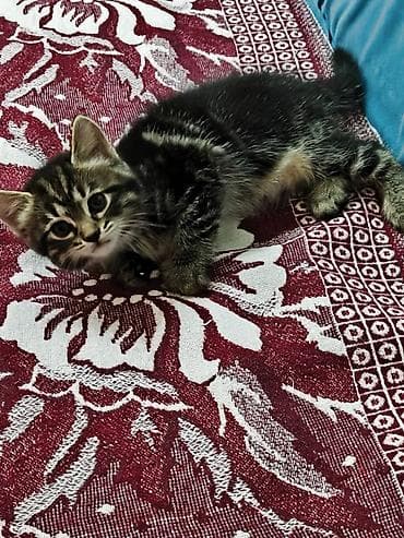 добрые руки: Кошка даром: Беспородная, 2 месяца, Девочка — 4