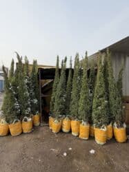 купить декоративные деревья: Саженцы деревьев: Туи — 4