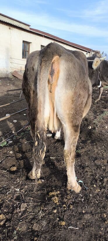 белый мёд: Продаю | Корова (самка) | Швицкая | Для молока | Племенные, Стельные — 9