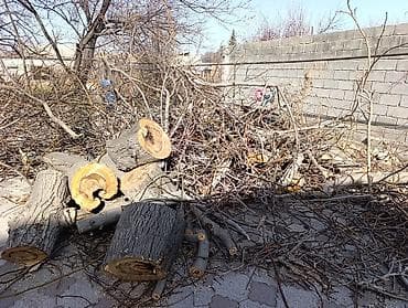 павлония дерево: Дрова — 1