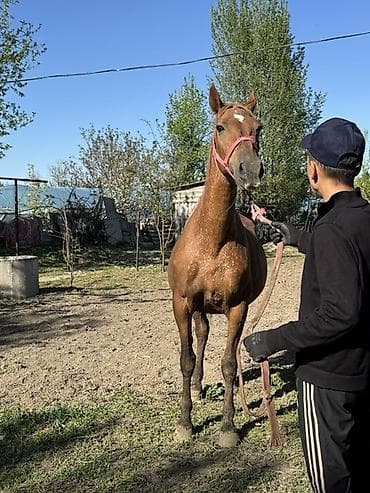 Продаю | Кобыла (самка) | Дончак | Для молока, Рабочий | Племенные at lalafo.kg Продаю | Кобыла (самка) | Дончак | Для молока, Рабочий | Племенные