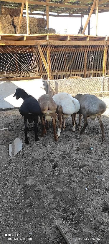 грил козу: Продаю | Баран (самец) | На забой, Для разведения | Племенные — 3