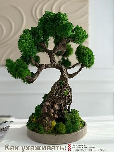 Интерьерные композиции с деревом бонсай из натурального живого
