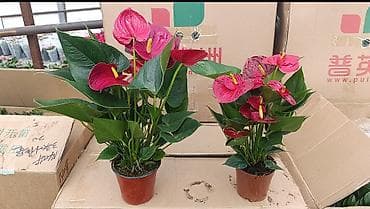 цветок сансевьера: Свит Себастьян гигант сорт девочки успеваем 🪴 Бесплатная доставка по — 5