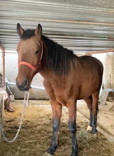 кошка бишкек: Продаю | Конь (самец) | Рабочий — 1