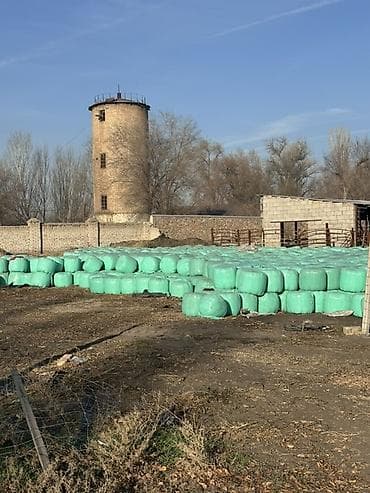 Корма для с/х животных: Сенаж в тюках в плёнке - Корм заготовлен в цилиндрических тюках — 2