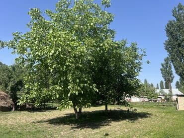 продаю дом бишкек арча бешик: Үй, 170 кв. м, 5 бөлмө, Менчик ээси, ПСО (өз алдынча бүтүрүү) — 6