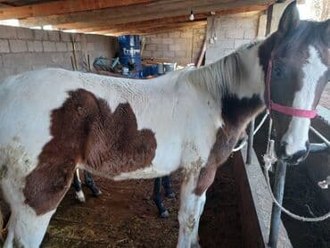 каровы кировское: Продаю | Жеребенок | Дончак | Для разведения, Рабочий, Конный спорт | Племенные — 5