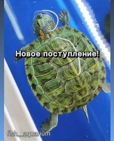 купить домашнюю черепаху: Черепашки красноухие аквариумные! Вновь в наличии! Уточняйте наличие — 1