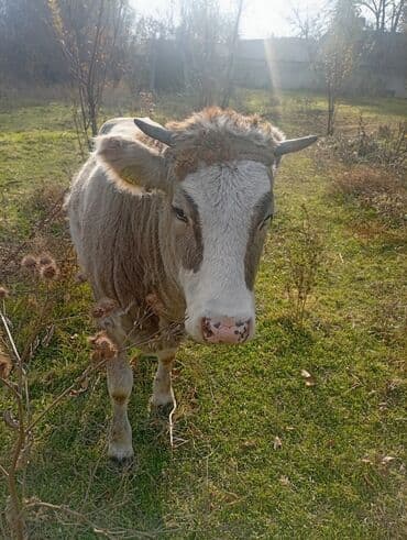 купить щенка французского бульдога: Продаю | Бык (самец) | Полукровка | На откорм — 4