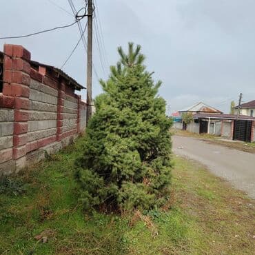 сам мойка аппарат цена бишкек: Көчөттөр дарактардын: Карагайлар, Өзү алып кетүү, Акылуу жеткирүү — 9