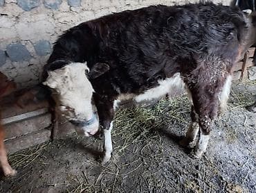 Продаю | Тёлка | На откорм | Привязанные