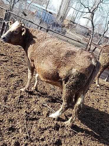 Продаю | Корова (самка) | Полукровка | Для разведения | Привязанные