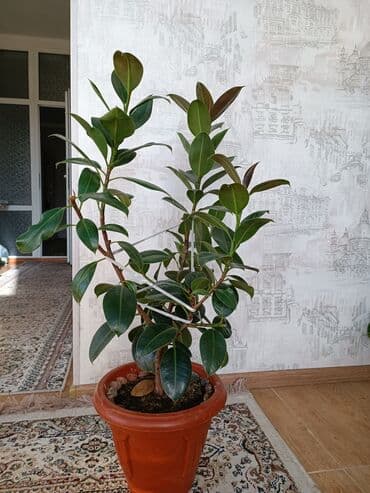 искусственный газон для мини футбольного поля цена бишкек: Фикус комнатные растения высота 0.70 см — 2