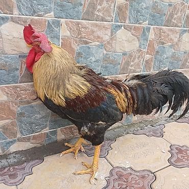 машинки для стрижки животных: Продаю | Петух | Несушки — 1