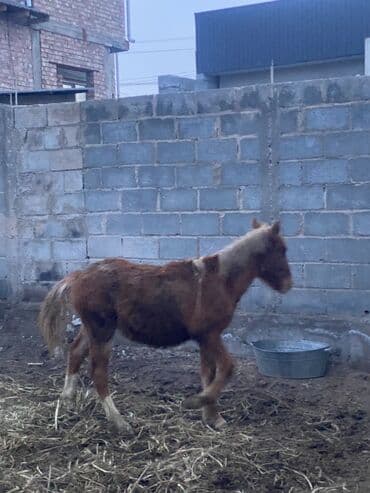 куры тоджон: Продаю | Жеребенок | Полукровка | Конный спорт — 1