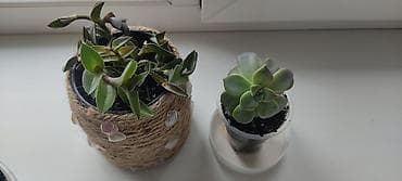 Бюро находок: Меняю на Сникерс 
Традесканция и эхеверия, пересажены в гороший грунт — 1