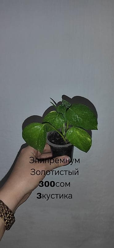 дерево лимона: Комнатные растения — саженцы и черенки. 1) Живое дерево (лечебное) — — 3