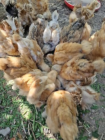 коротколапая кошка: Продаю | Цыплята | Кохинхин | Для разведения — 3