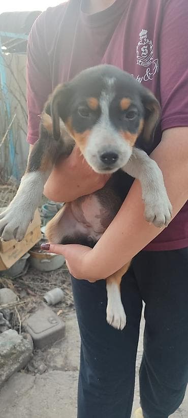 Собака даром: Дворняжка, 2 месяца, Самка, С прививкой