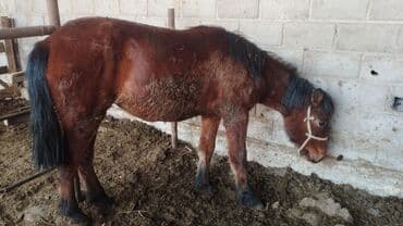 домашний кролик: Продаю | Кобыла (самка) | Конный спорт — 1