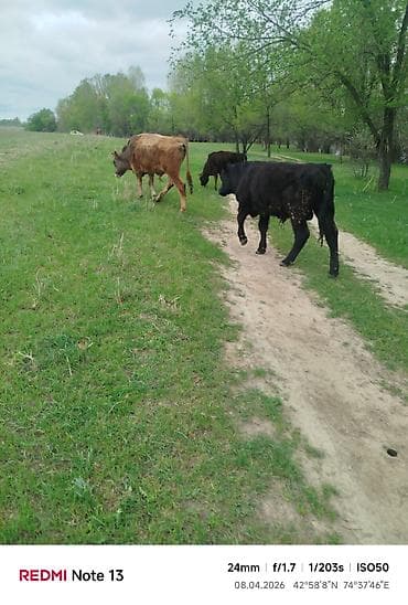 зелёный корм: Продаю | Бык (самец) — 4