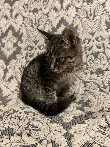 cane corso: Отдам котенка в добрые руки. девочка, 1,5 месяцев, умеет ходить в — 2