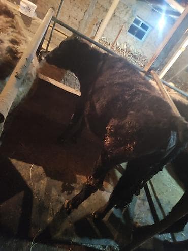 Собаки: Продаю | Корова (самка) | На откорм | Привязанные — 3