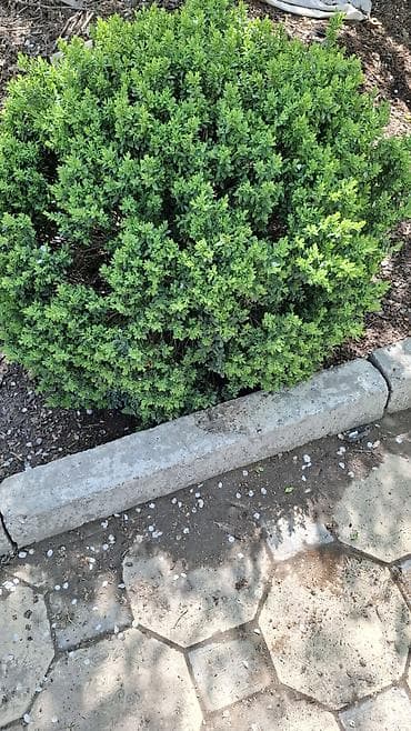 самшиты круглые: Самшит (Buxus) — декоративные вечнозелёные кусты для живых изгородей и — 1