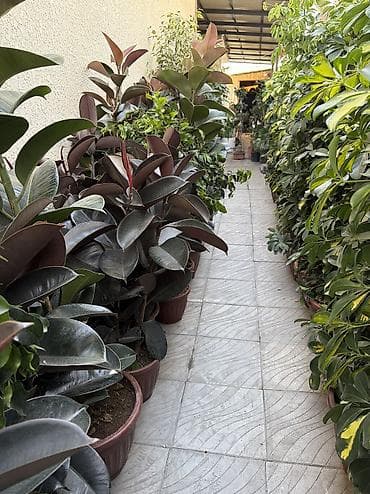 комнатный эшиктер: Комнатные и уличные растения в горшках - Большой выбор цветущих и — 8