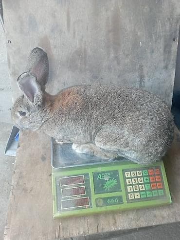 кролик калифорня: Продаю | Крольчиха (самка) | Фландр | Для разведения | Племенные — 4