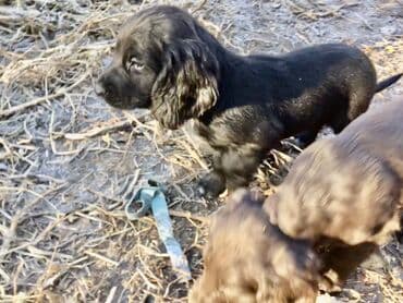 акустические системы спартак колонка в виде собак: Спаниель, 2 месяца, Самец — 10