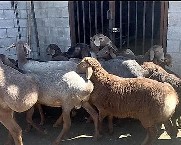 баранья шерсть: Продаю | Ягненок, Баран (самец) | Арашан | Для разведения — 3