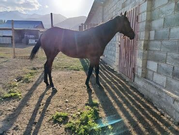 зоомагазин бишкек орто сай: Сатам | Бээ (ургаачы) | Англиялык | Ат спорту | Мерин — 3