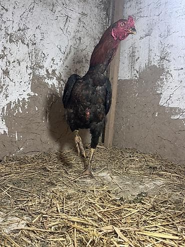 куры цыплята: Продаю | Петух | Бойцовая | Для разведения — 5