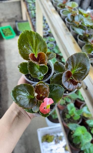 каракол вещи: Семена цветка — 3