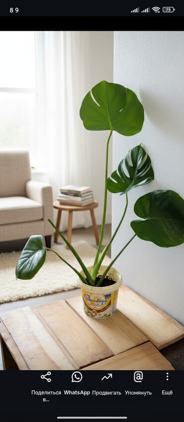 диффенбахия растения: Монстера деликатесная монстера минимацена на фото — 1