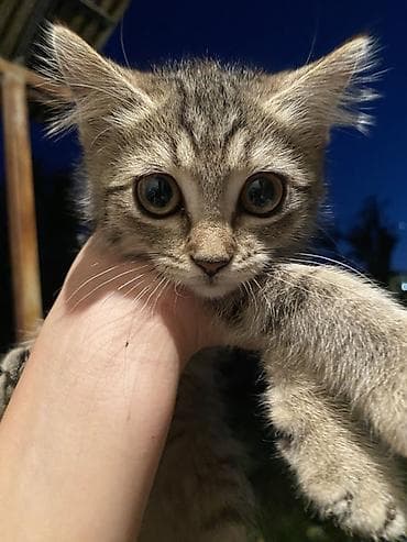 отдаю котят: Отдаю котят в хорошие, добрые руки🫶🏼 - Черный короткошёрстный котёнок — 3