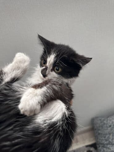 цепь для коров: Ищу хорошие руки для котят. 2 месяцанашла на улице ( дети издевались — 6