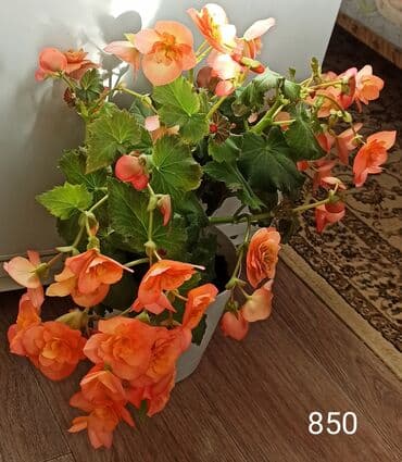 где можно купить корень имбиря: Бегония в горшке - Цветы крупные, махровые. - Окраски на выбор на — 9