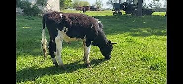 Продаю | Бык (самец)