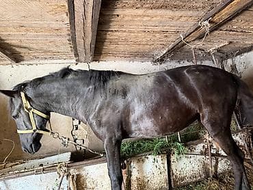 собака такса щенок: Продаю | Кобыла (самка) | Рабочий — 5