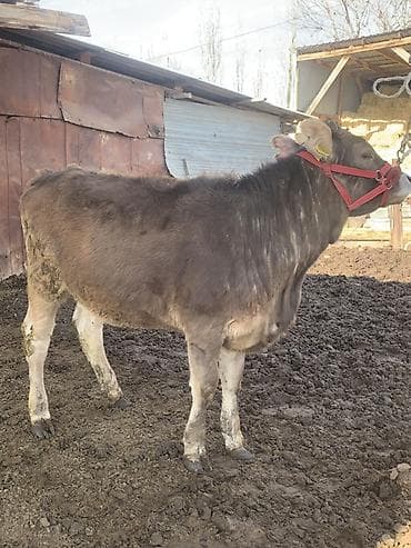 стельная телка: Продаю | Музоо, торпок | На откорм | Привязанные — 1